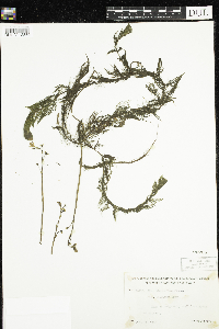 Utricularia macrorhiza image