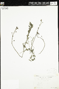 Utricularia macrorhiza image