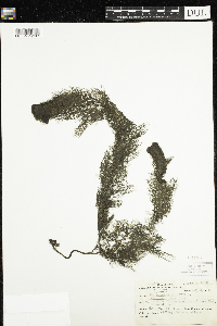 Utricularia macrorhiza image