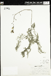 Utricularia macrorhiza image