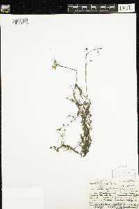 Utricularia macrorhiza image