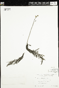 Utricularia macrorhiza image