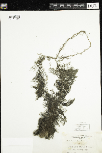 Utricularia macrorhiza image