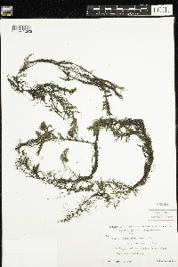 Utricularia macrorhiza image