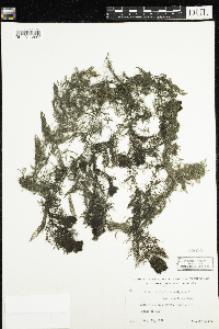 Utricularia macrorhiza image