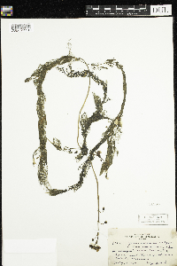 Utricularia macrorhiza image