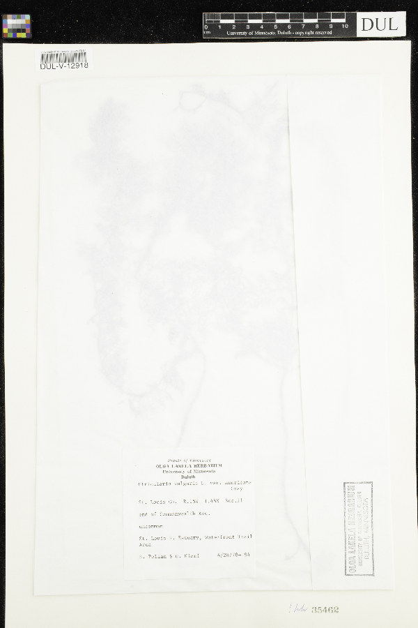 Utricularia macrorhiza image
