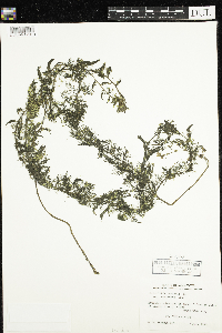 Utricularia macrorhiza image