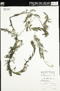 Utricularia macrorhiza image