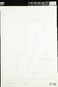 Utricularia macrorhiza image