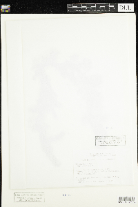 Utricularia macrorhiza image