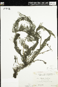 Utricularia macrorhiza image