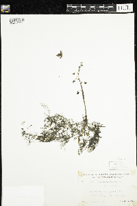 Utricularia macrorhiza image