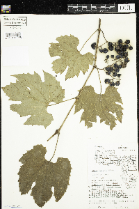 Vitis riparia image