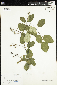 Thumbnail image of current specimen