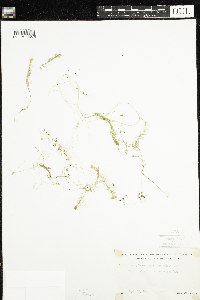 Utricularia intermedia image