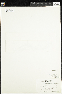 Utricularia intermedia image