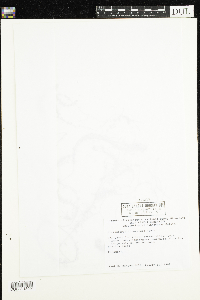 Utricularia intermedia image