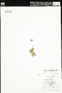 Potamogeton vaseyi image