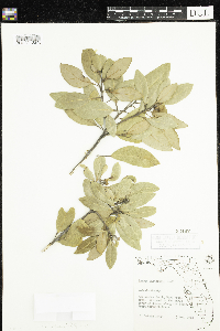 Persea borbonia image