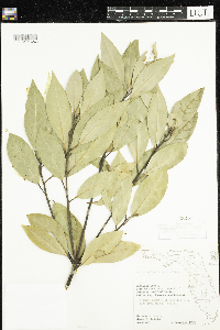 Persea borbonia image