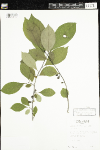 Lindera benzoin image