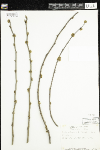 Lindera benzoin image