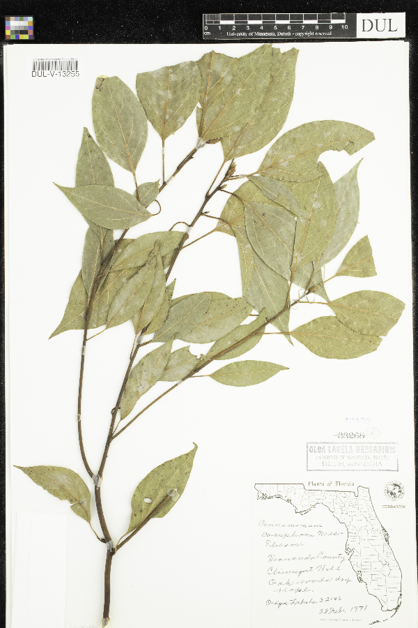Cinnamomum camphora image