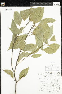 Image of Cinnamomum camphora