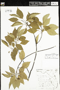 Cinnamomum camphora image