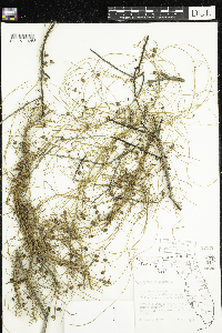 Image of Cassytha filiformis