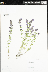 Thymus pulegioides image