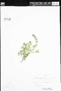 Thymus pulegioides image