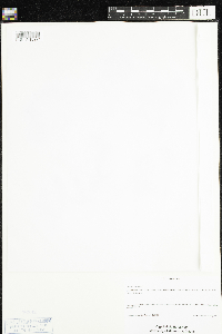 Thymus pulegioides image