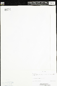 Thymus pulegioides image