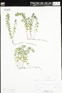 Thymus pulegioides image