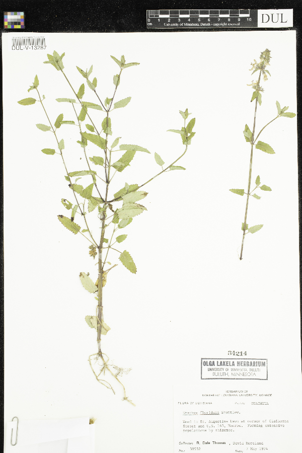Stachys floridana image