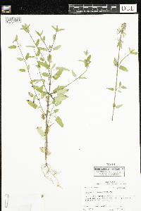 Media resource of Stachys floridana