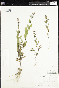 Stachys tenuifolia image