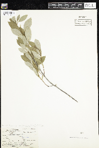 Prunus pumila var. susquehanae image