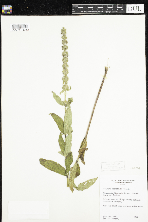 Stachys tenuifolia image