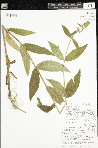 Stachys palustris image