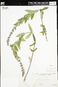 Stachys palustris image