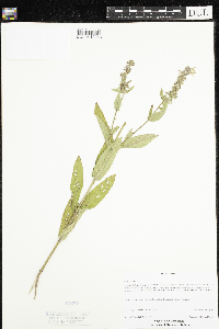 Stachys palustris image