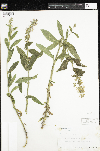 Stachys palustris image
