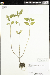 Stachys palustris image