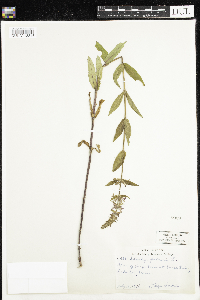 Stachys palustris image