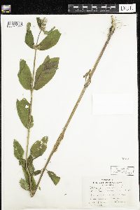 Stachys palustris image