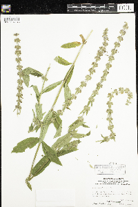 Stachys palustris image