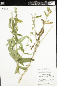 Stachys palustris image